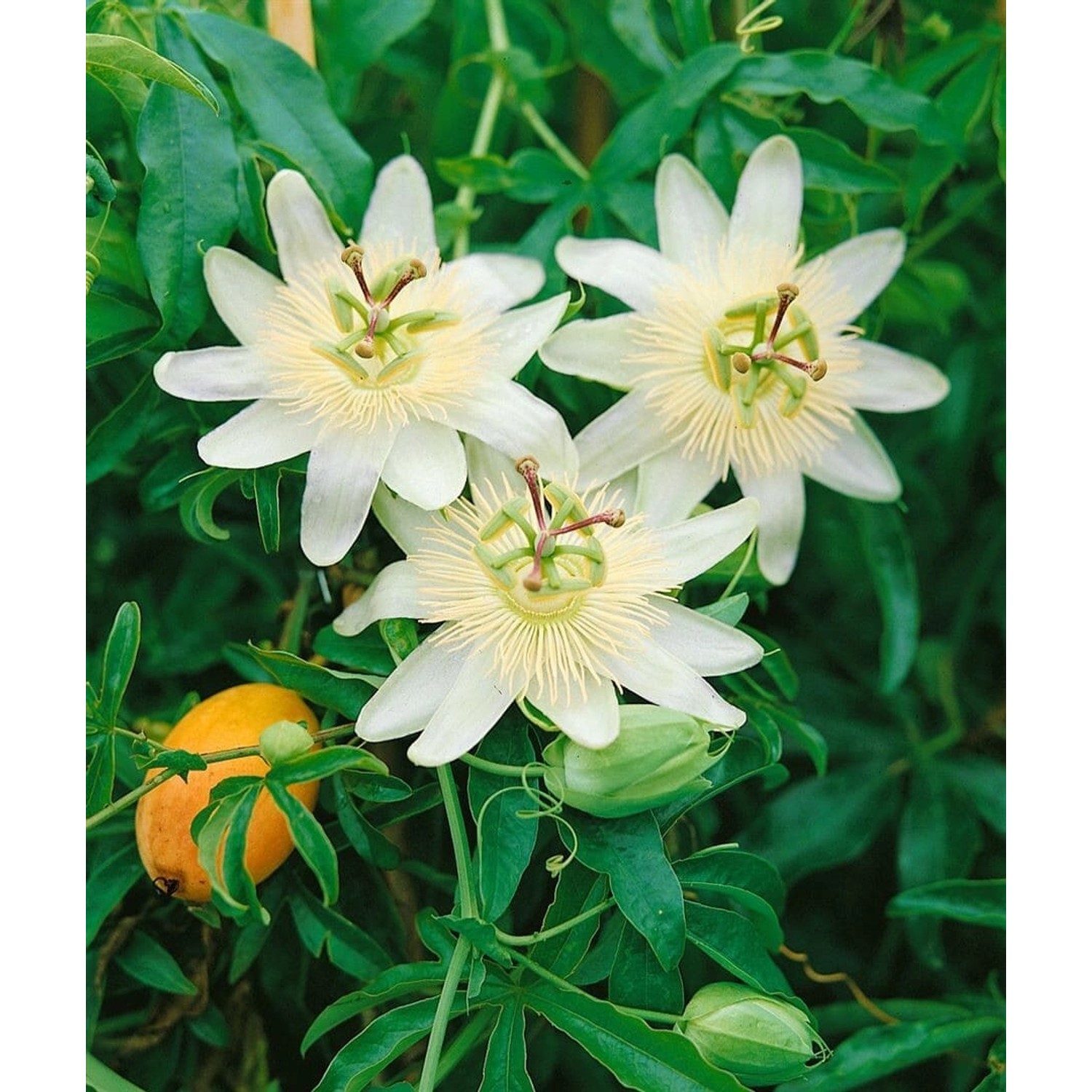 Passiflora Caerulea Constance Elliot Passionsblume Weiß 40–60 cm günstig online kaufen