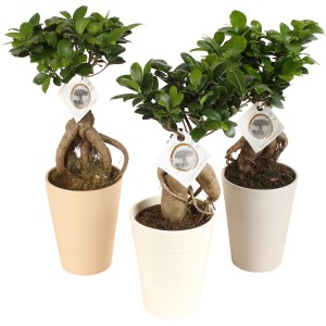 Drei Bonsai Ficus Ginseng Pflanzen in Keramik-Töpfen in verschiedenen Farben.