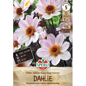 Sperli Dahlie Happy Single Princess: Blumenzwiebel mit weiß-rosa Blüten und dunklem Laub.