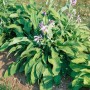 Gartenfunkie Hosta Undulata Erromena mit grünen Blättern und lila Blüten.