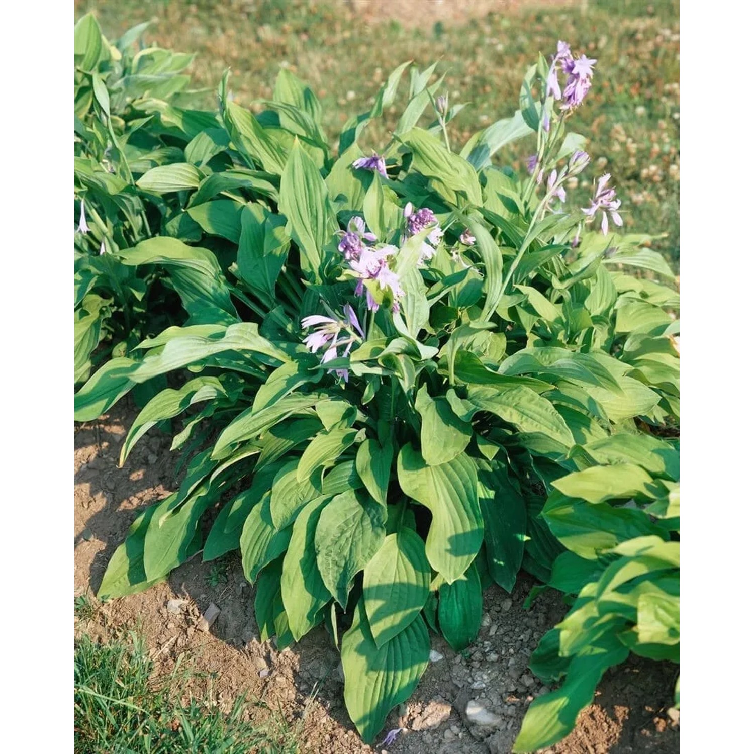 Gartenfunkie Hosta Undulata Erromena mit grünen Blättern und lila Blüten.