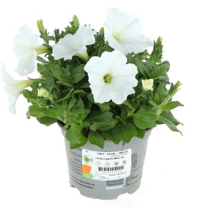 Weiße GROW by OBI Petunie im Topf (Ø 12cm). Blühende Sommerblume für Garten und Balkon.