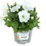 Weiße GROW by OBI Petunie im Topf (Ø 12cm). Blühende Sommerblume für Garten und Balkon.