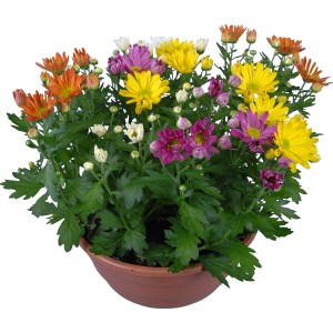 Chrysanthemen-Mix im Topf mit bunten Blüten als Herbstdeko.