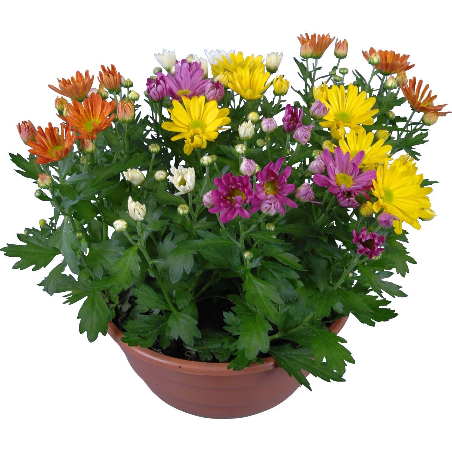 Chrysanthemen Mix in Schale TopfØ ca. 23 cm Chrysanthemum kaufen bei OBI