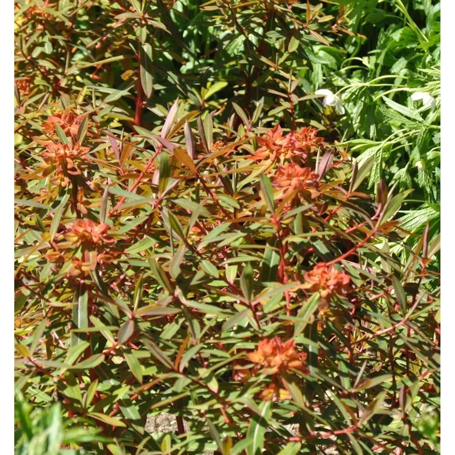 Himalaja Wolfsmilch Dixter - Euphorbia griffithii