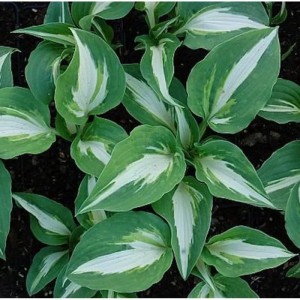 Funkie 'Night before Christmas' (Hosta): Staude mit grün-weißen Blättern für den Garten.