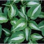 Funkie 'Night before Christmas' (Hosta): Staude mit grün-weißen Blättern für den Garten.