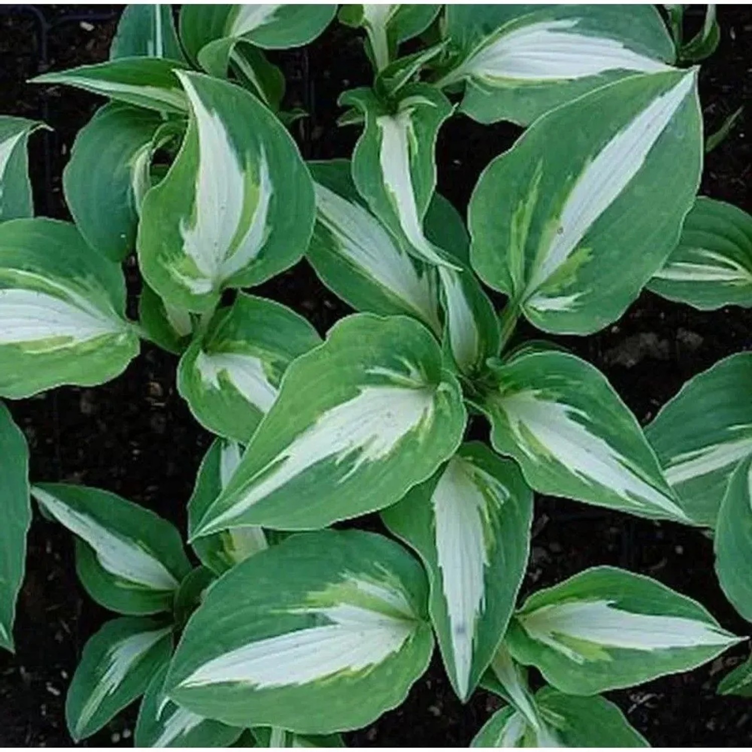 Funkie 'Night before Christmas' (Hosta): Staude mit grün-weißen Blättern für den Garten.