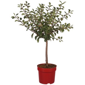 Zwergmirabelle "Nancy" Höhe ca. 45 cm Topf ca. 7,5 l Prunus domestica