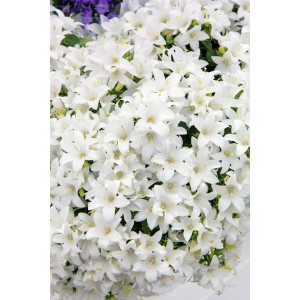 Nahaufnahme der weißen Blüten der Zwerg-Glockenblume Campanula Cochleariifolia im 9x9 cm Topf.