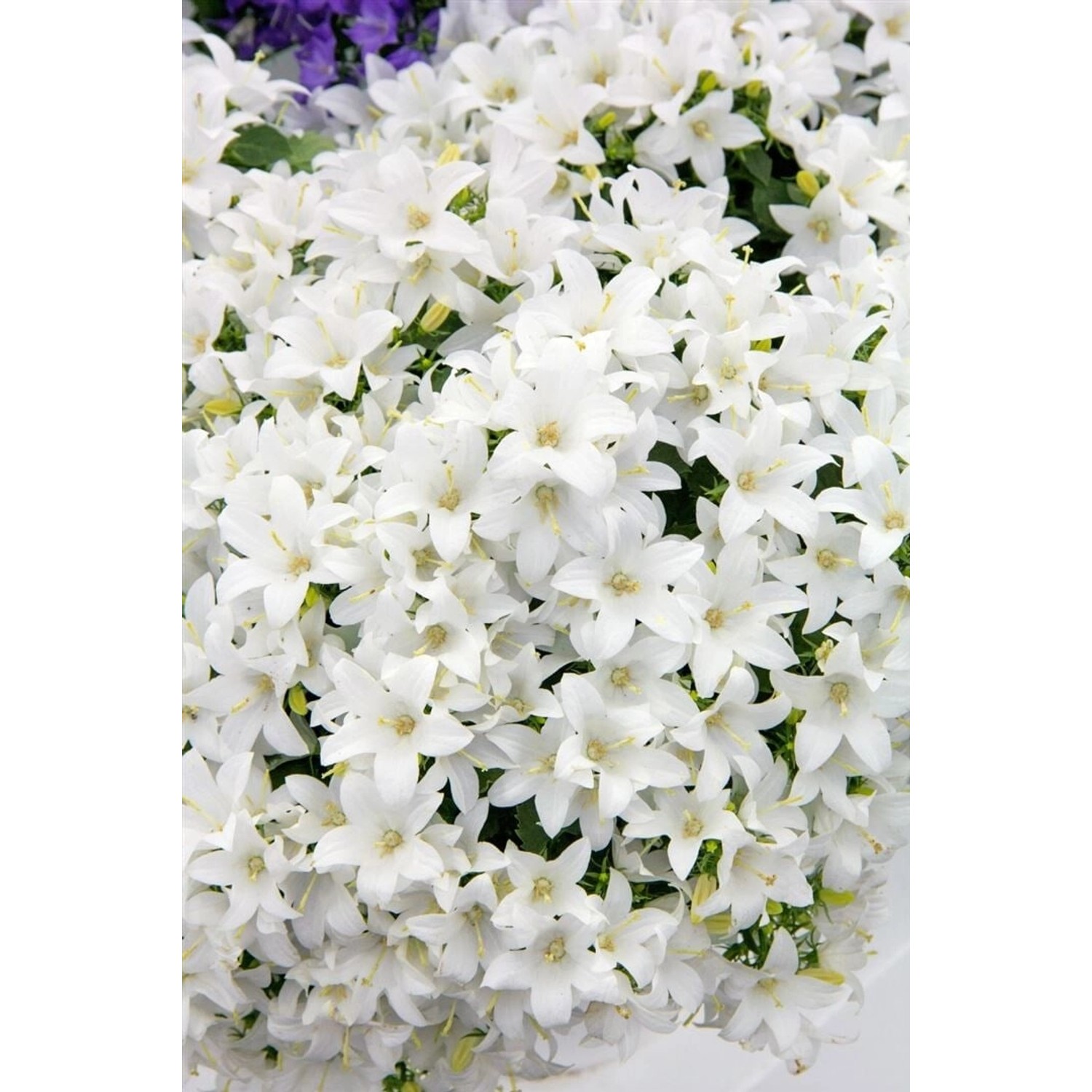 Campanula Cochleariifolia White Baby Zwerg Glockenblume Ca. 9x9 cm Topf günstig online kaufen