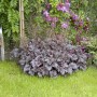 Themenset Schattenkünstler mit Heuchera 'Palace Purple' im Gartenbeet, Blätter in dunklem Lila.