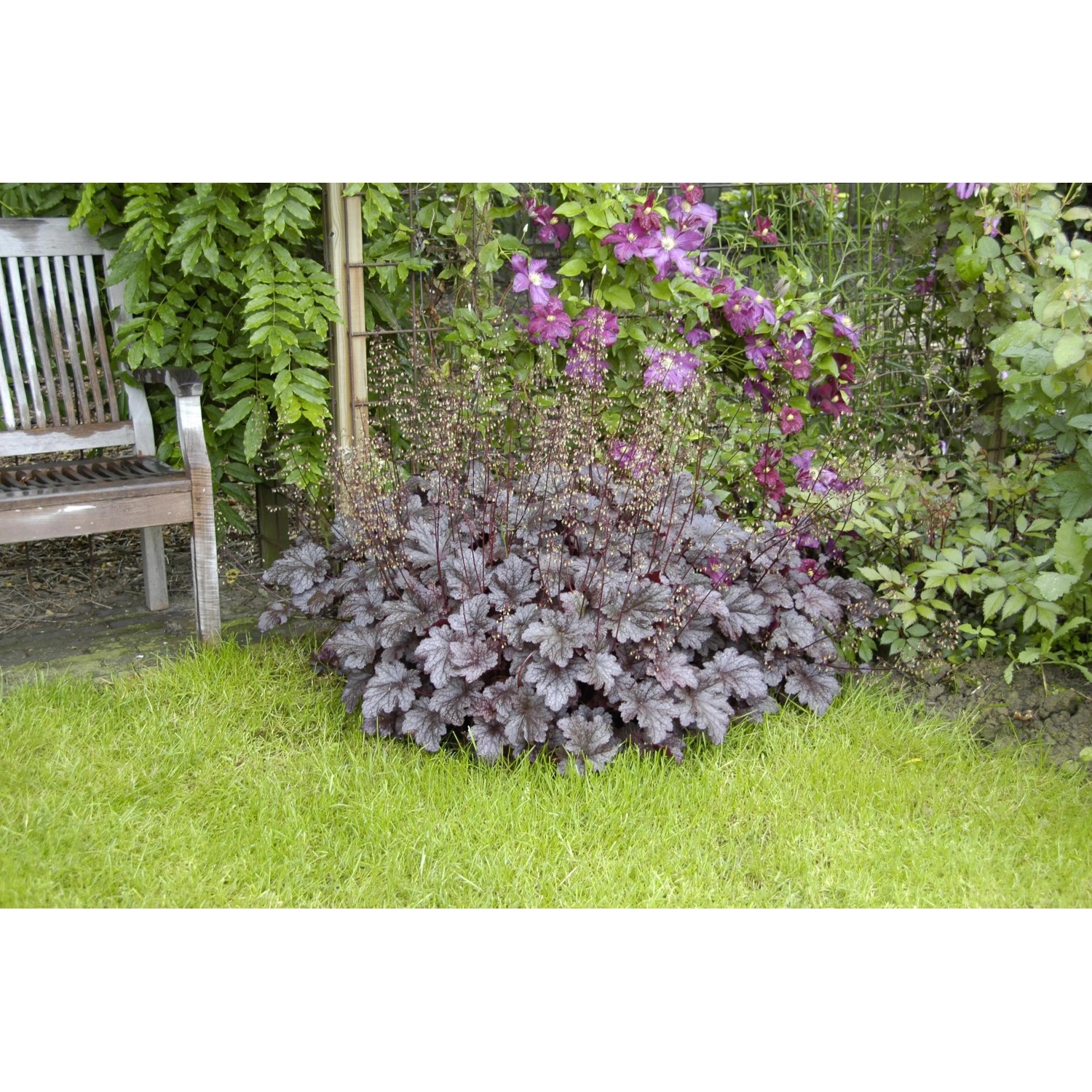 Themenset Schattenkünstler mit Heuchera 'Palace Purple' im Gartenbeet, Blätter in dunklem Lila.