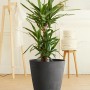 Schieferfarbener Poétic Pflanztopf (Ø 24 cm) mit Yucca-Palme im Wohnraum.