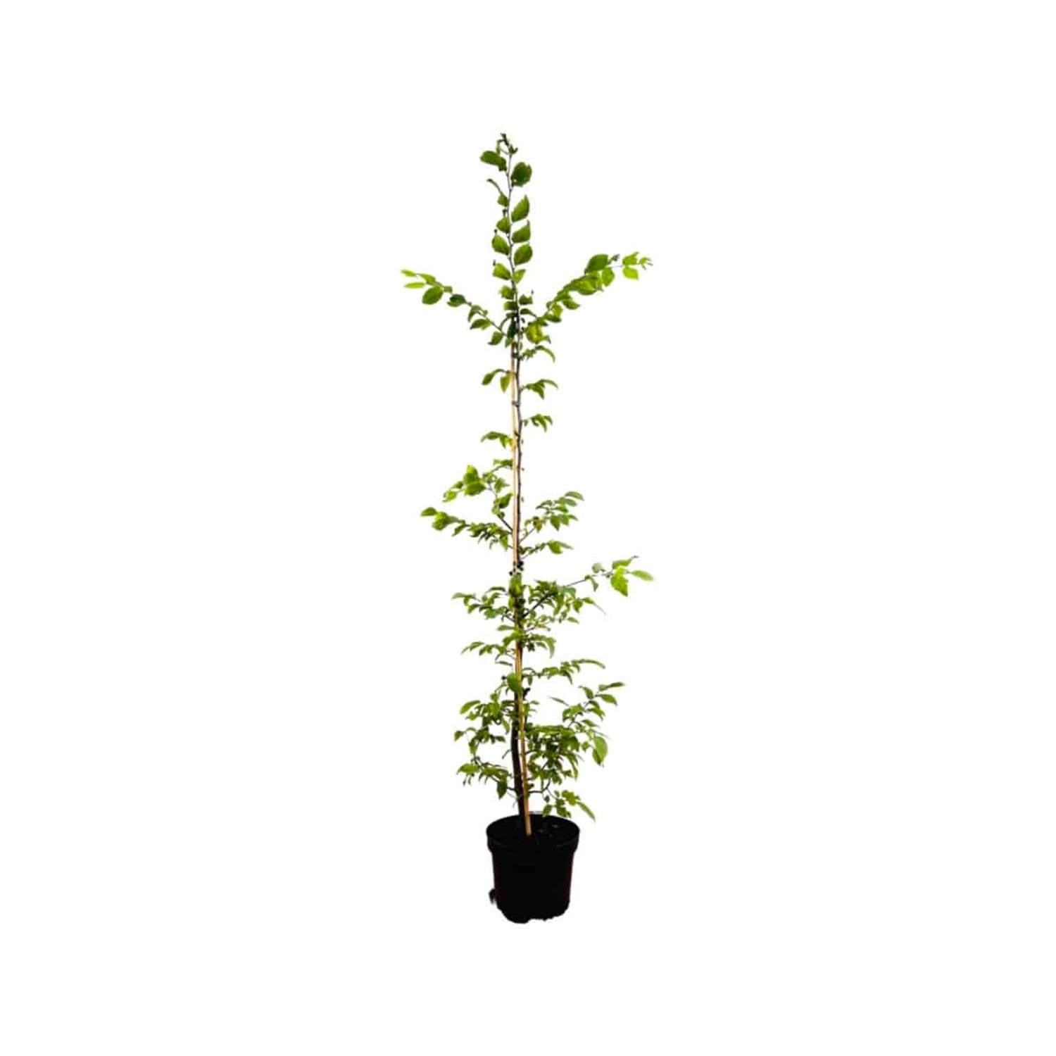 Carpinus betulus 125-150 cm günstig online kaufen