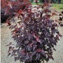 Blasenspiere Lady in Red mit rotem Laub, ca. 80-100cm hoch im 10l Topf.