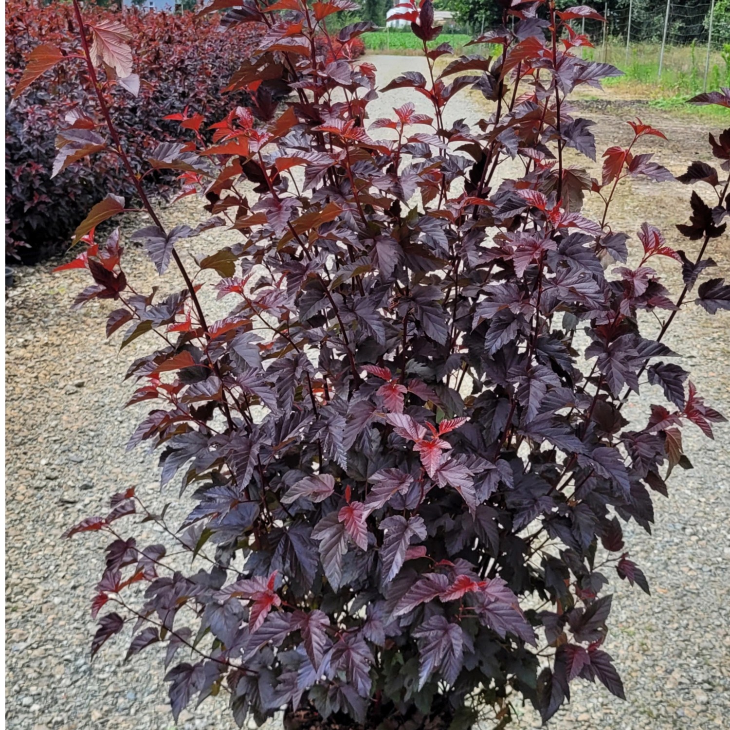 Blasenspiere Lady in Red Höhe ca. 80-100cm Topf ca. 10 l Physocarpus opulif günstig online kaufen