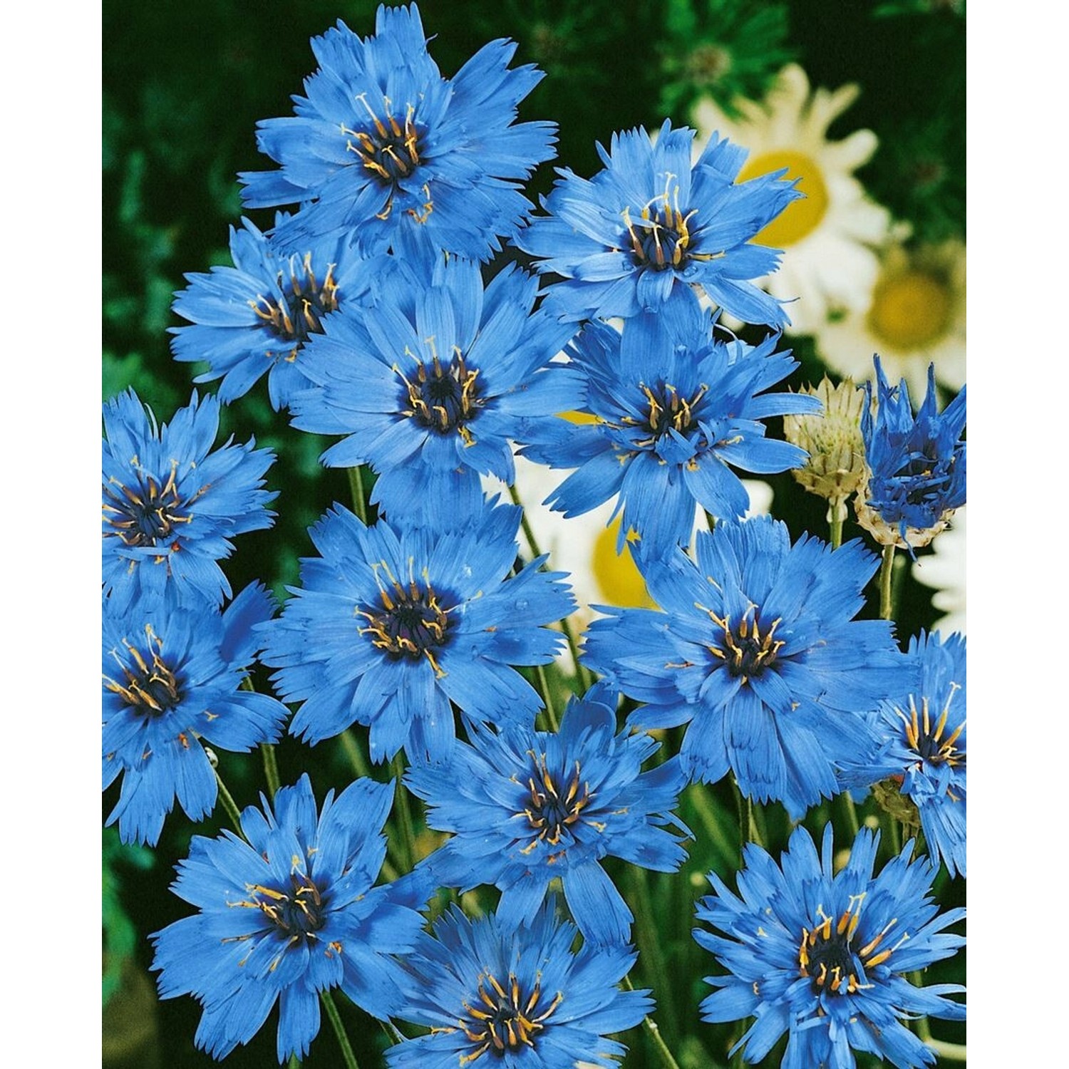 Leuchtend blaue Rasselblume (Catananche Caerulea) im 9x9 cm Topf, eine blühende Zimmerpflanze.