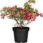Japanische Azalee Little Red im Topf mit rubinroten Blüten und grünen Blättern.