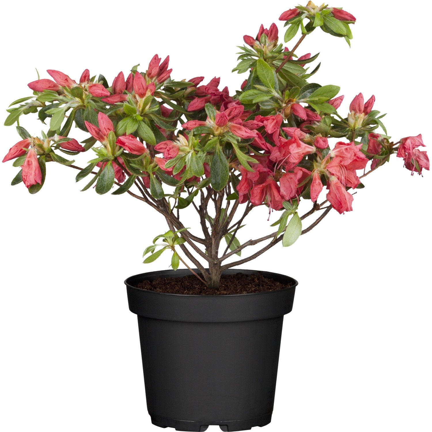 OBI Japanische Azalee Little Red Rot Höhe ca. 20 - 25 cm Topf ca. 2 l Azalea