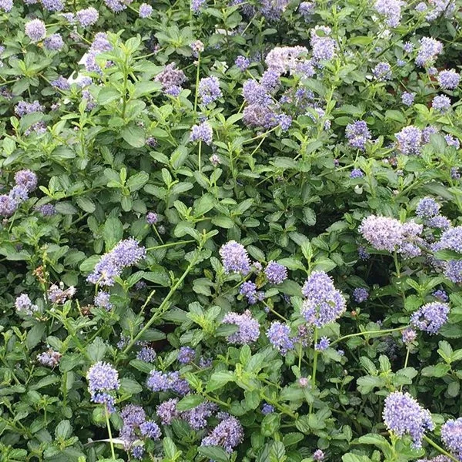 Säckelblume 'Repens' Ceanothus thyrsiflorus 25 bis 30 cm im Container Hellblaue Blüten