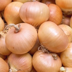 Steckzwiebeln 'Centurion', 250g, goldgelb, ideal zum Pflanzen im Garten.