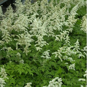Prachtspiere 'Deutschland' (Astilbe japonica) mit weißen Blüten im Beet.