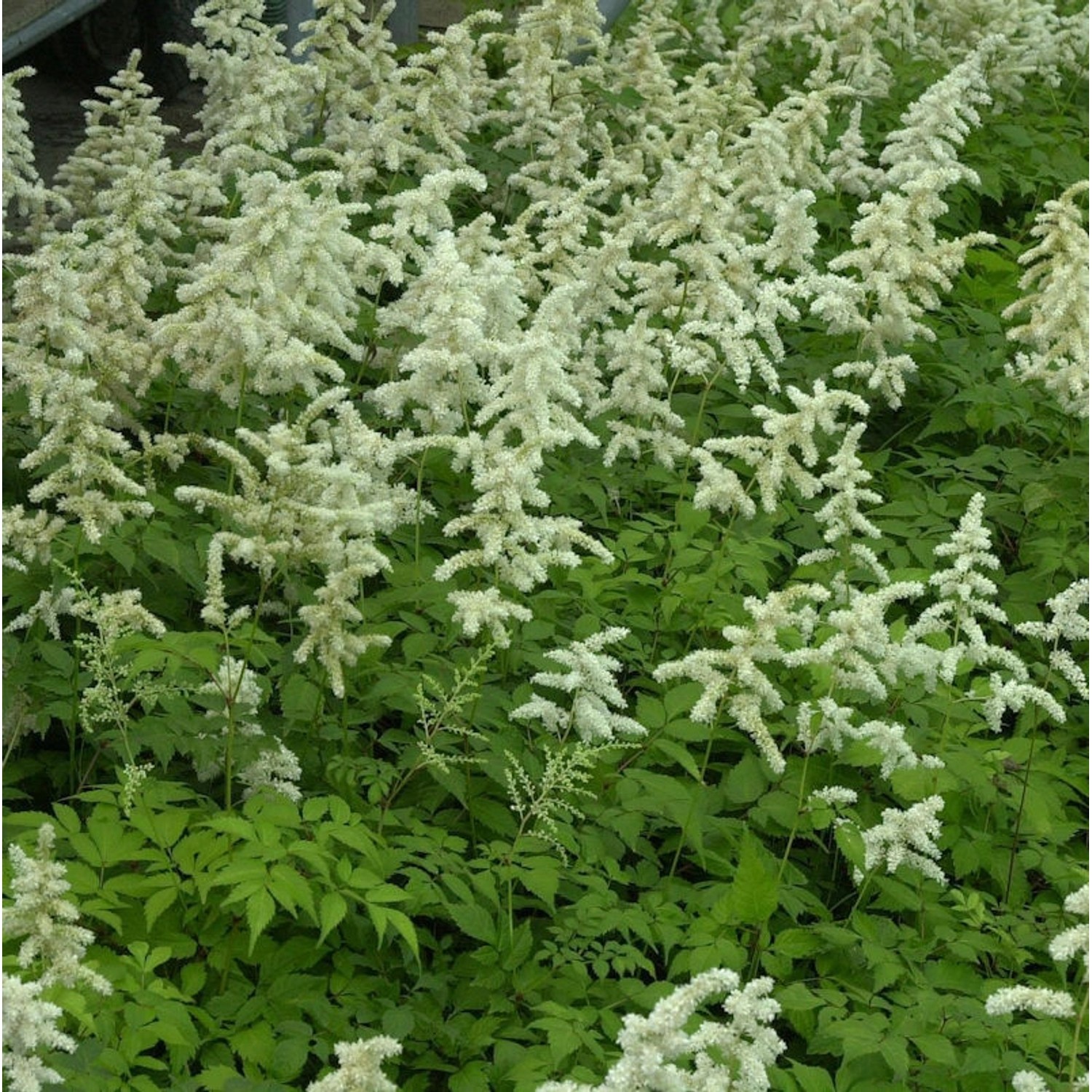 Prachtspiere Deutschland - Astilbe japonica günstig online kaufen