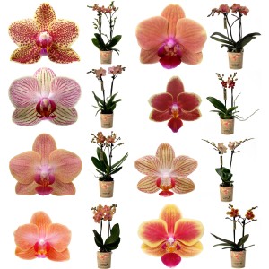 Schmetterlingsorchidee in Orange, verschiedene Sorten im 9 cm Topf.