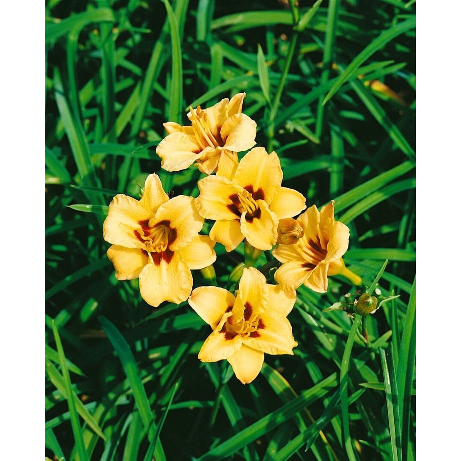 Hemerocallis X Cult. Little Bumble Bee Taglilie Ca. 11x11 cm Topf günstig online kaufen