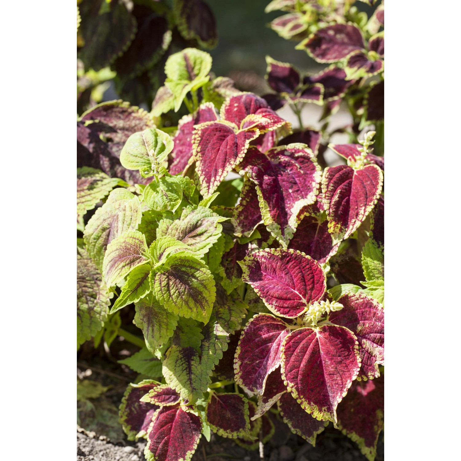 Farbenfrohe Buntnessel von GROW by OBI, Blattschmuckpflanze mit roten und grünen Blättern.