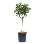 GROW Zwerg-Apfelbaum 'Garden Sun Red' im Topf, ca. 60cm hoch.