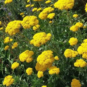 6 x Gold-Garbe 'Cloth of Gold' Achillea filipendulina Topf 9cm Gelbe Blüten