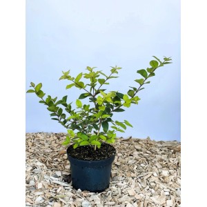 Baumfink Winter Heckenkirsche Winter Beauty als Topfpflanze 40-60cm