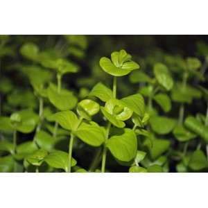 Dennerle Plants Aquariumpflanze Lysimachia Nummularia Aurea mit runden, hellgrünen Blättern.