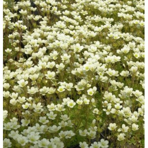 Moossteinbrech Pixi Weiß (Saxifraga arendsii): Detailaufnahme der weißen Blüten der Staude.