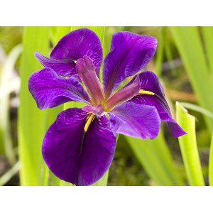 Nahaufnahme einer lila Japanischen Sumpfschwertlilie (Iris kaempferi) im Topf.