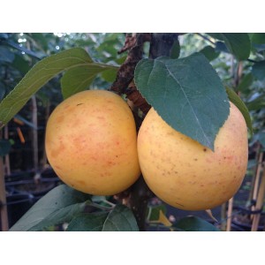 Apfel Goldparmäne am Baum, gelb mit roten Streifen. Süßer, aromatischer Apfelbaum.
