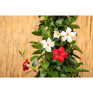 Dipladenia Spalier Duo mit roten und weißen Blüten im Topf, eine blühende Kübelpflanze.