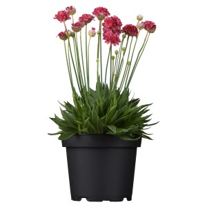 Grasnelke Dreameria Rot im Topf, eine blühende Stehpflanze für Beet und Kübel.