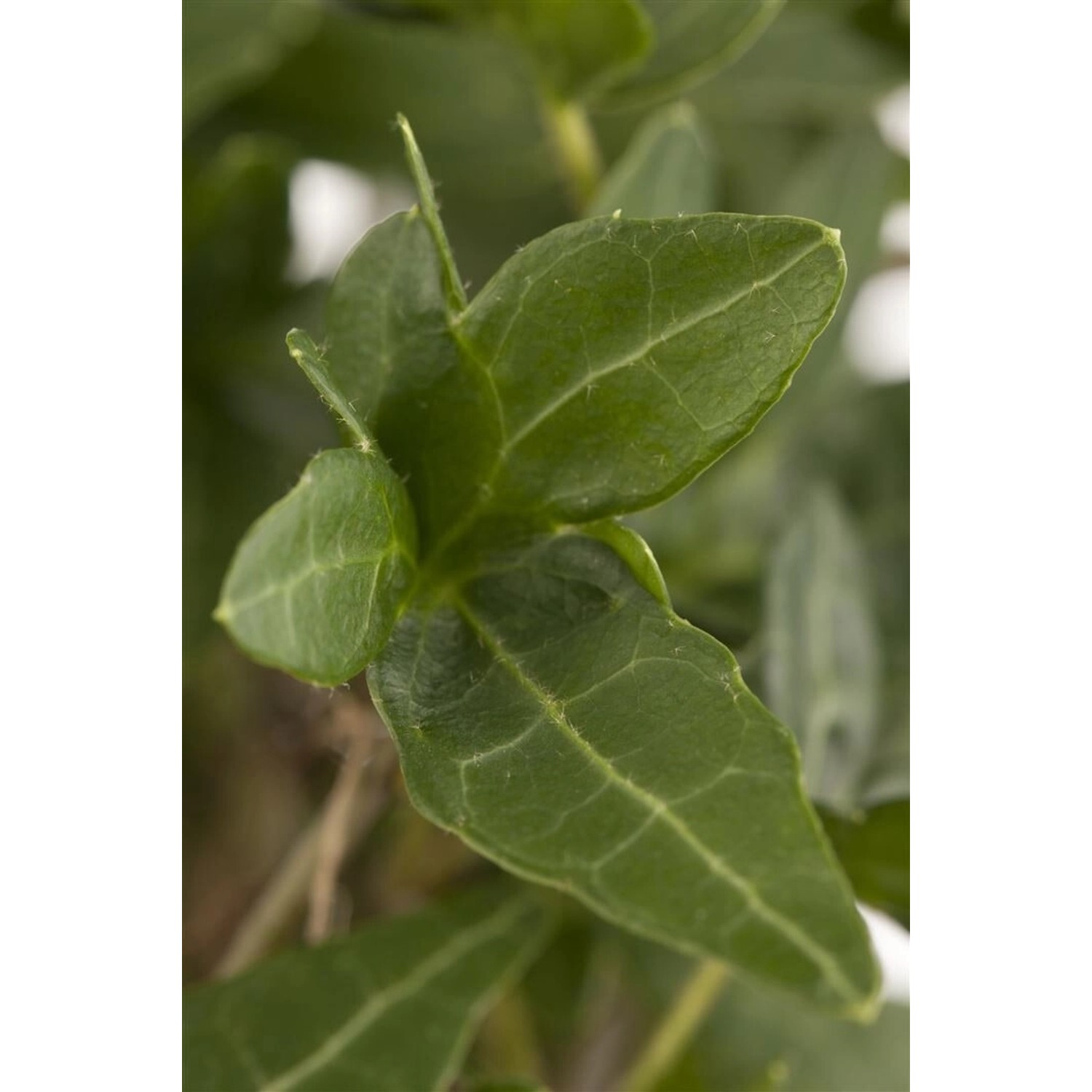 Hedera Helix Efeu Immergrün 60–100 cm günstig online kaufen