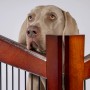 Weimaraner schaut über braunen Dobar Hundemöbel-Käfig (101x71x80cm).