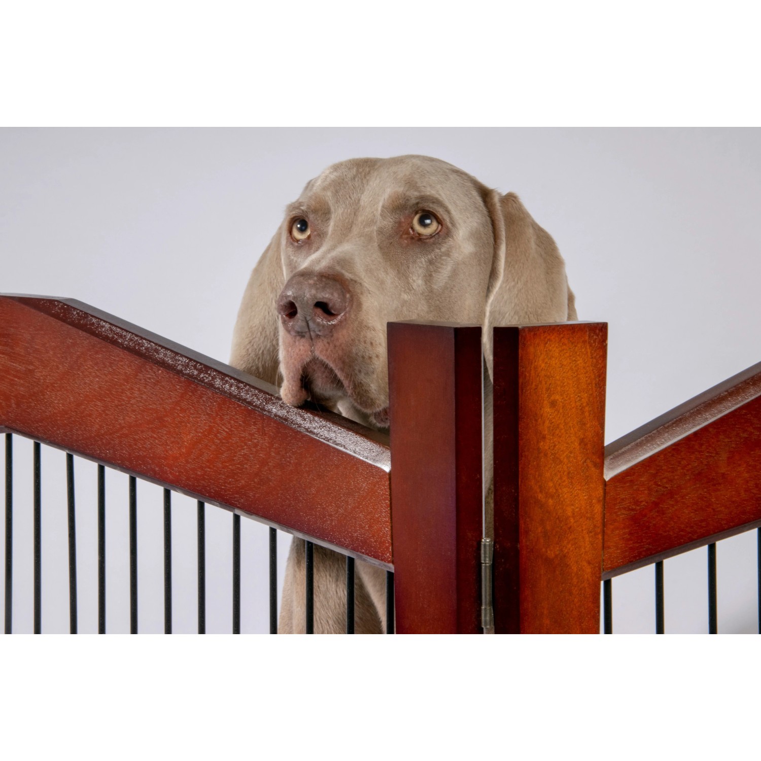 Weimaraner schaut über braunen Dobar Hundemöbel-Käfig (101x71x80cm).