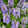 Blühende Katzenminze (Nepeta Nervosa) im 9x9 cm Topf. Blaue Blütenstände und grüne Blätter.