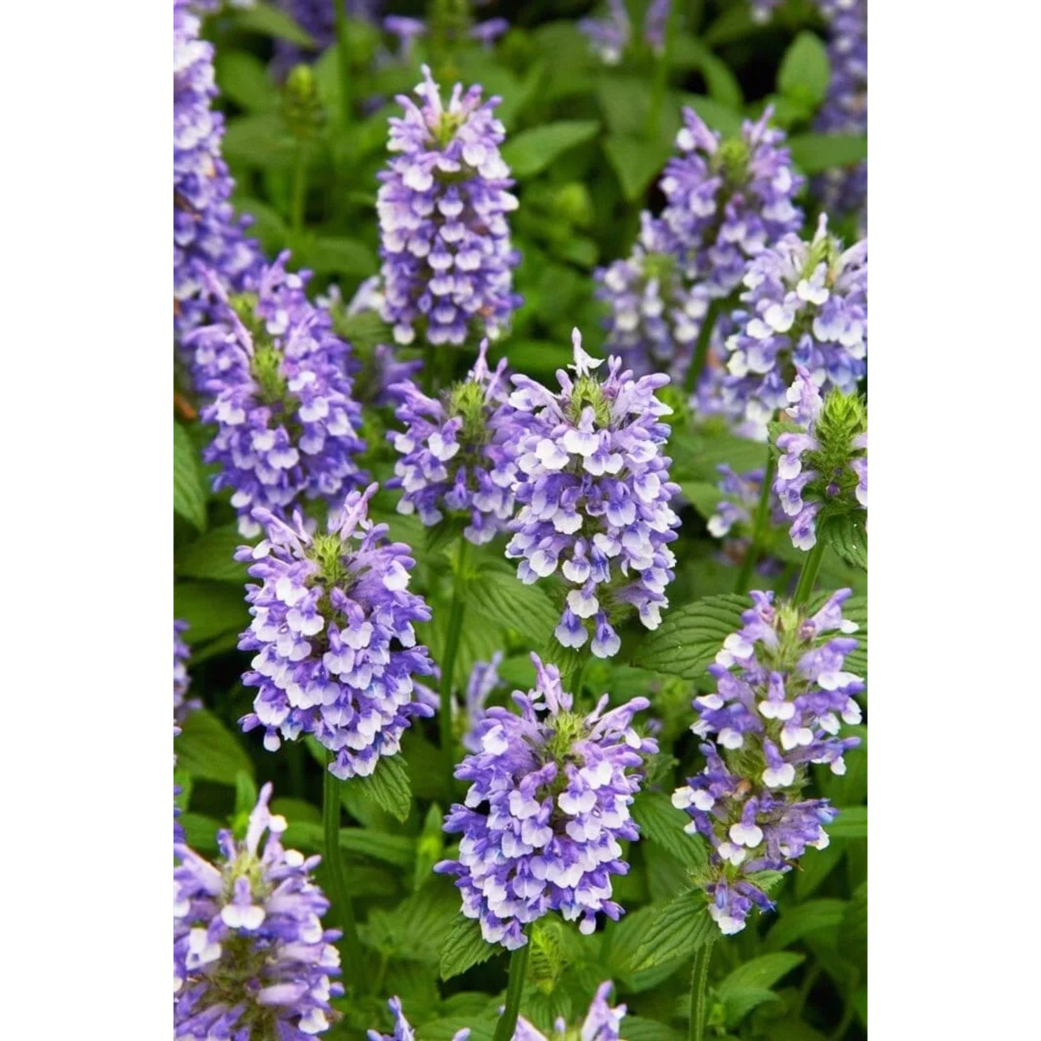 Blühende Katzenminze (Nepeta Nervosa) im 9x9 cm Topf. Blaue Blütenstände und grüne Blätter.