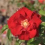 Nahaufnahme einer roten Strauchrose 'Roter Korsar' mit gelber Mitte.