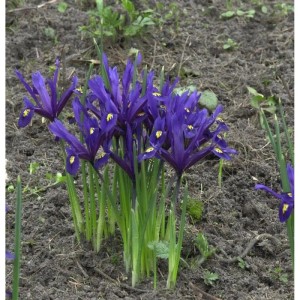 Winteriris - Iris reticulata