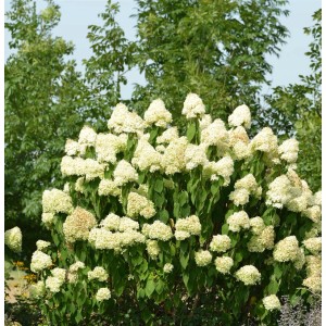 Rispenhortensie Skyfall, 30-40cm, mit üppigen, weißen Blütenständen im Garten.