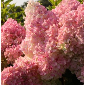 Rispenhortensie Vanille Fraise mit rosa-weißen Blütenständen.